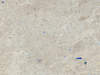 LeMark - 0411  (moon) 3050*647*12
